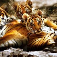 Tiger Live Wallpaper ภาพหน้าจอ 1