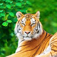 Tiger Live Wallpaper 스크린샷 2