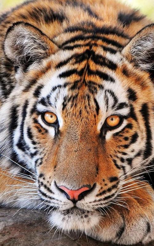  Harimau  Gambar Animasi  APK Download Gratis Personalisasi 