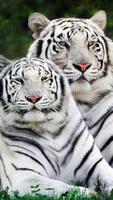 Tiger Live Wallpaper โปสเตอร์