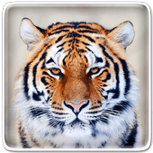 Harimau Gambar Animasi Android Apk Download Format Png