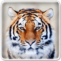 Tiger Live Wallpaper