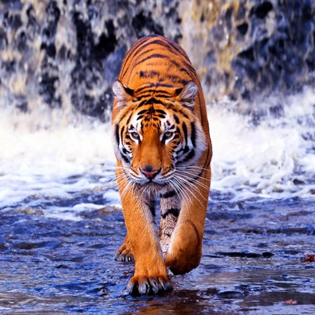 Papel De Parede Animais Tigre Correndo Rio 3D Anm237 com o Melhor Preço é  no Zoom