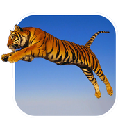 Tiger Live Wallpaper icon