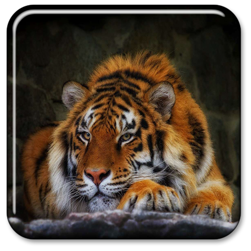 Tiger Live Wallpaper