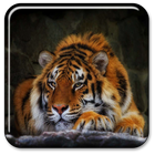 Tigre Fond d'écran animé icône