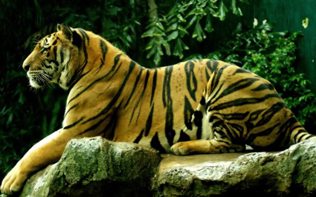 80 Gambar Gambar Keren Harimau Terbaik 80 Gambar Gambar Keren Harimau Terbaik