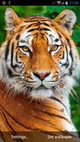 Tiger Live Wallpaper โปสเตอร์