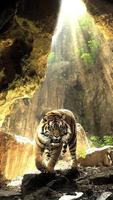 Tiger Live Hintergrund Plakat