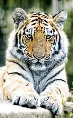 Tigers Live Hintergrund APK Herunterladen