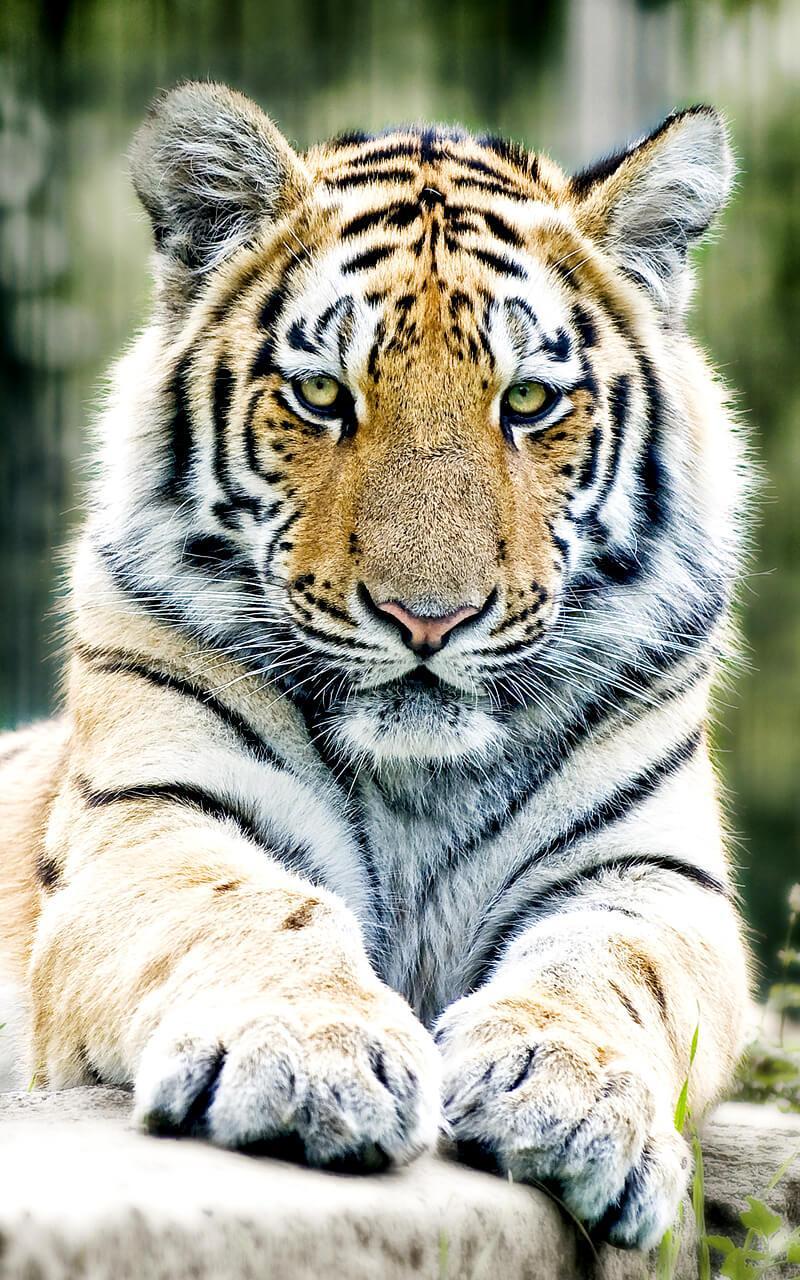 Wallpaper Harimau Putih Mengaum 3d Silvy Gambar