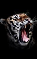 Tigers Live Wallpaper syot layar 2