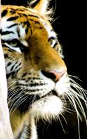 Tigers Live Wallpaper syot layar 3