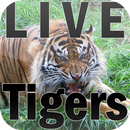 Straubing Livetigers APK