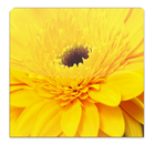 Blumen Helling icon