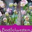 BeetSchwestern - Gartenblog