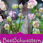 BeetSchwestern - Gartenblog आइकन