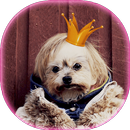 Face Changer - Editor rosto APK