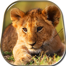 Game Lion Live Wallpaper APK