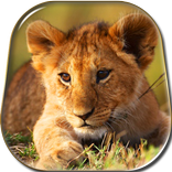 Game Lion Live Wallpaper