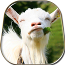 Goat Live Wallpaper APK