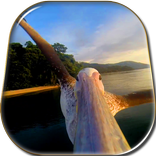 Pelican Flies Live Wallpaper