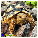 Tortues de sentier APK