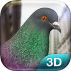 Pigeon biểu tượng