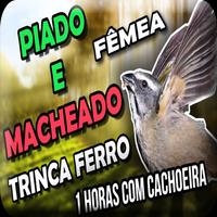 Fêmea de trinca ferro no viveiro 포스터