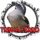 MARCHEADO DE TRINCA FERRO FÊMEA icône
