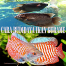 Gurame Fish Cultivation Tricks APK