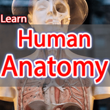 Anatomy Learning icono