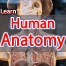 Anatomy Learning Human offline APK