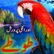 Parrot Care in Urdu