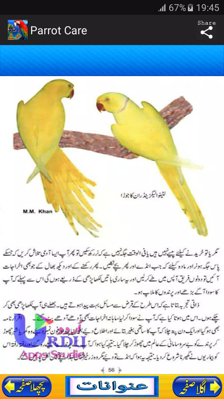 Australian Parrots Breeding Tips In Urdu