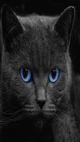 BLACK CATS WALLPAPER HD screenshot 1