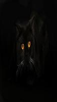 BLACK CATS WALLPAPER HD ảnh chụp màn hình 2