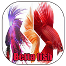 Betta fish APK