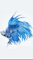 Betta fish スクリーンショット 1