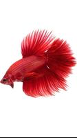 Betta fish スクリーンショット 2