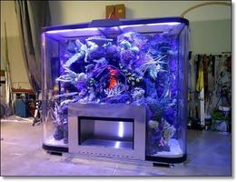 Unique Fish Tank Designs Popular ảnh chụp màn hình 1