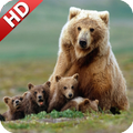 Bear Wallpaper