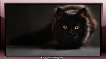 Black Cat Wallpaper capture d'écran 1