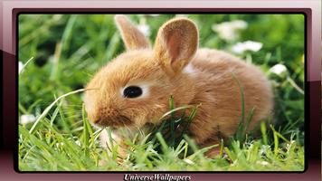 Bunny Wallpaper تصوير الشاشة 3