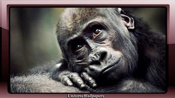 Gorilla Wallpaper الملصق