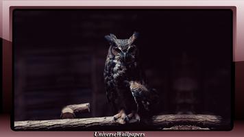 Owl Wallpaper screenshot 3