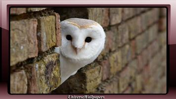 Owl Wallpaper screenshot 1