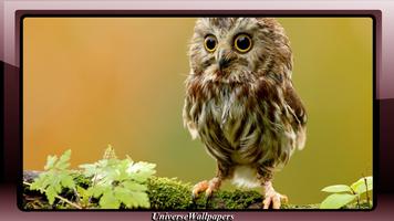 Owl Wallpaper Ekran Görüntüsü 2