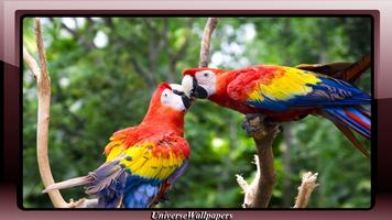 Parrot Wallpaper ภาพหน้าจอ 2