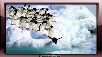 Penguin Wallpaper 截图 3